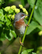 Subalpine Warbler