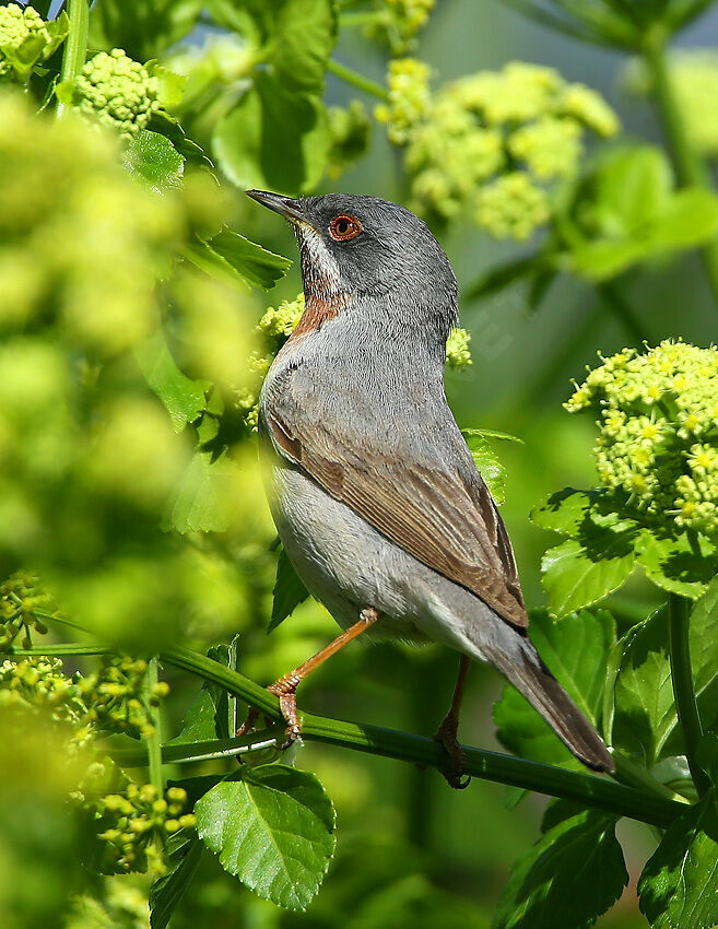 Fauvette passerinette