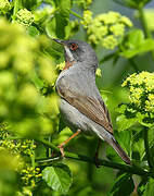 Western Subalpine Warbler