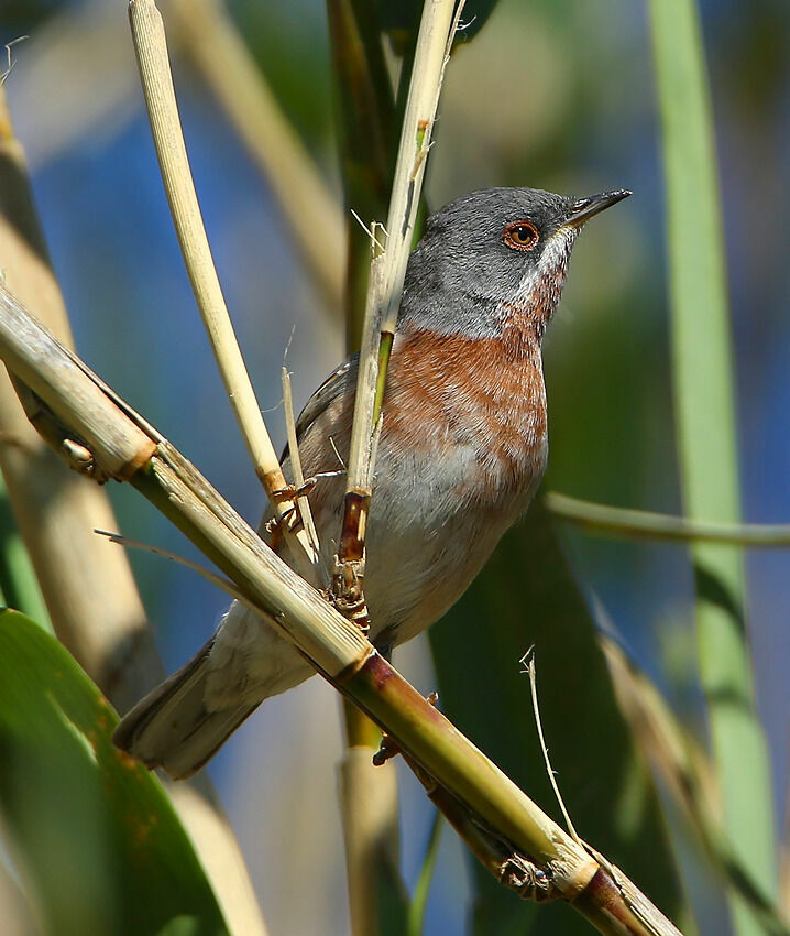 Western Subalpine Warbler male Second year