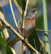 Western Subalpine Warbler