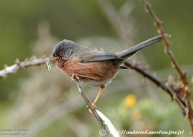 Dartford Warbler male adult breeding, feeding habits