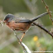 Dartford Warbler