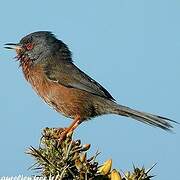 Dartford Warbler