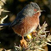 Dartford Warbler