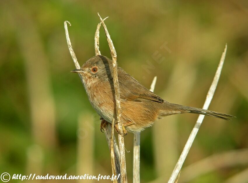 Dartford Warbler female adult post breeding, identification