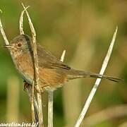 Dartford Warbler