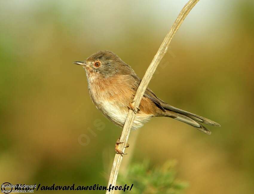 Dartford Warbler female adult post breeding, identification