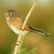 Dartford Warbler