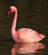 Lesser Flamingo