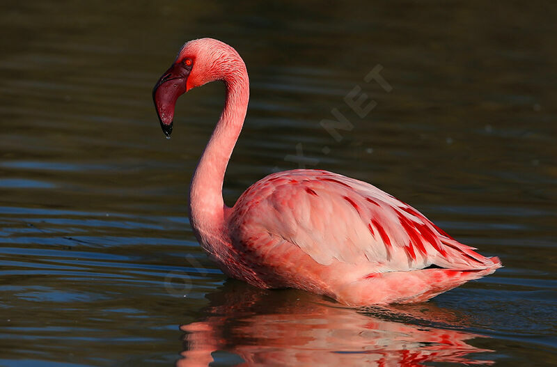 Lesser Flamingoadult breeding