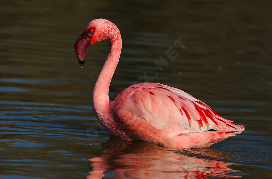 Flamant nainadulte nuptial