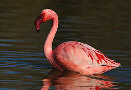 Lesser Flamingo