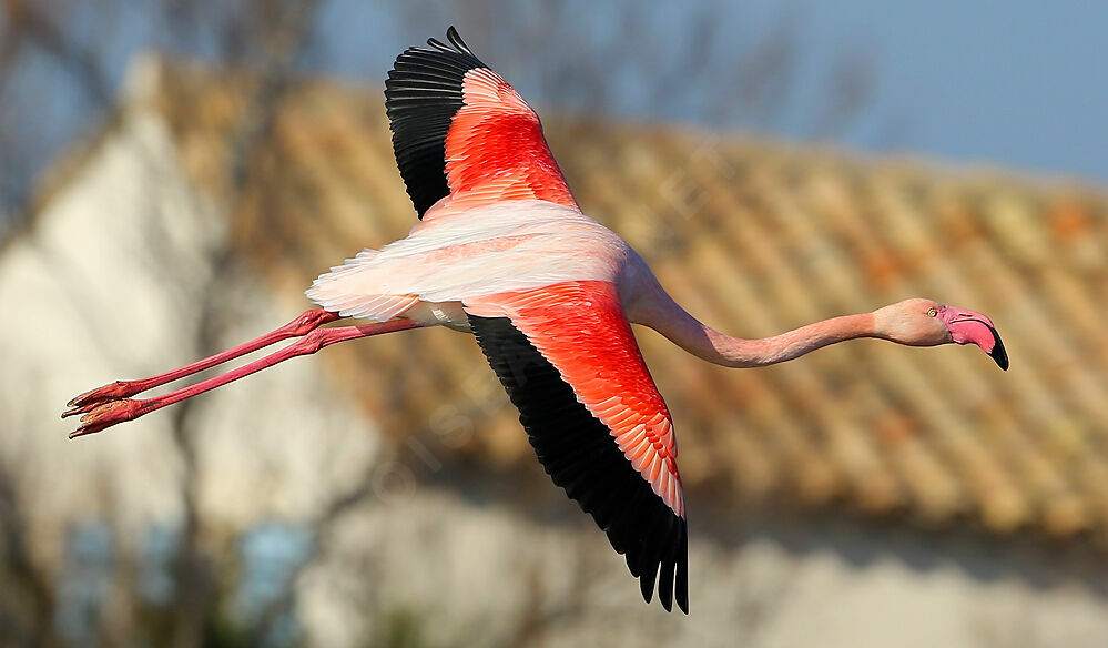 Greater Flamingoadult, Flight