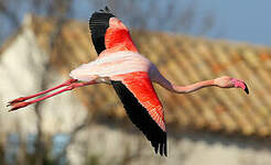 Flamant rose