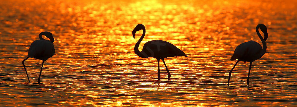 Greater Flamingoadult