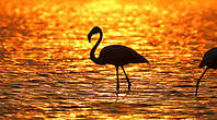 Flamant rose