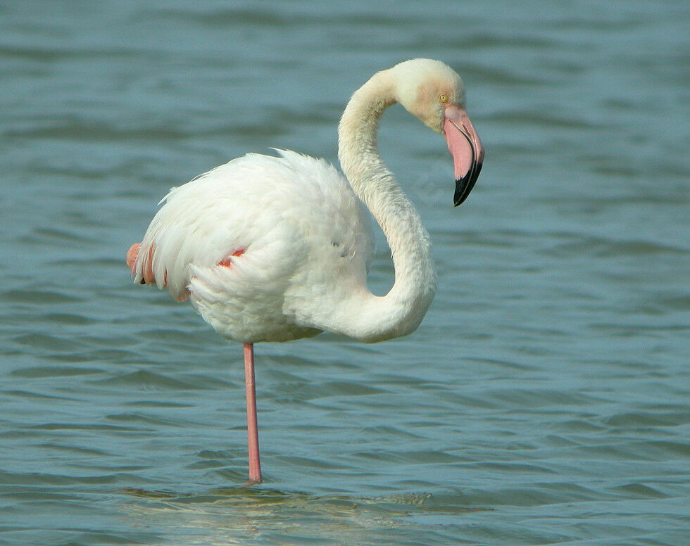 Flamant roseadulte nuptial