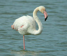 Greater Flamingo