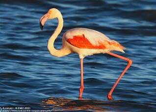 Flamant rose