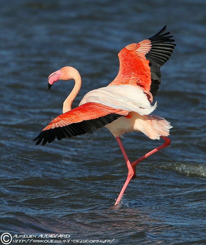 Flamant rose