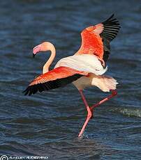 Flamant rose