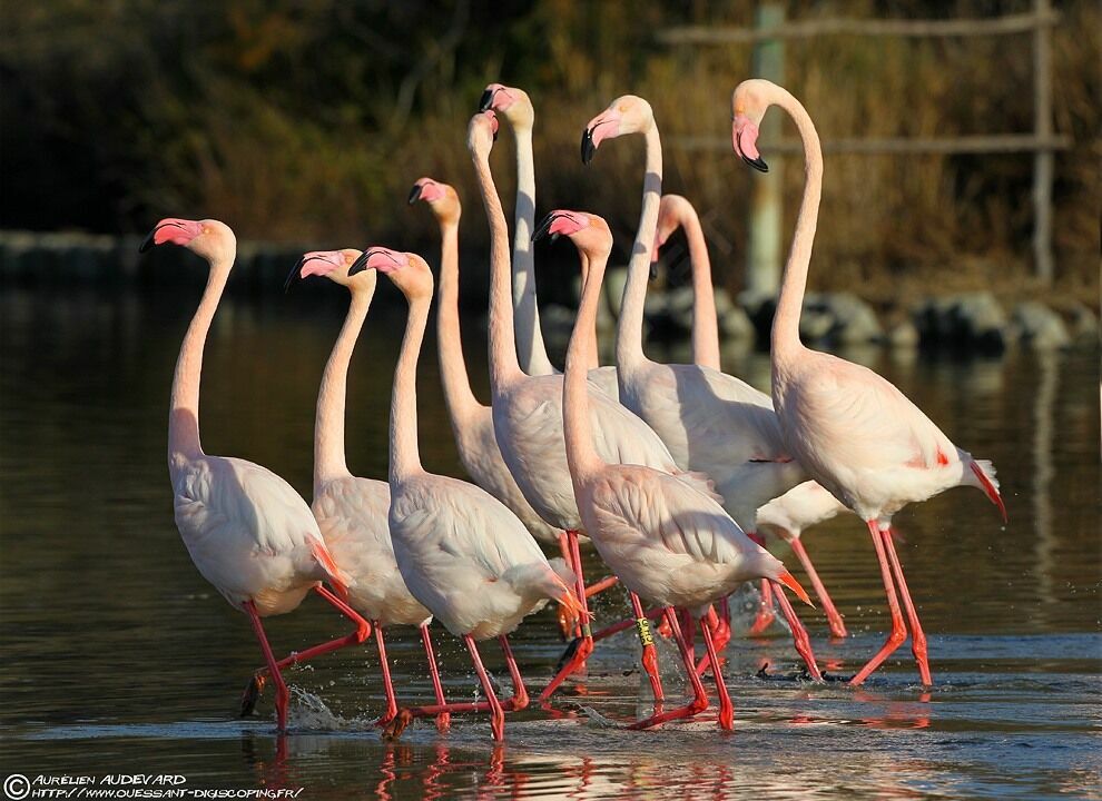 Flamant rose