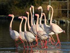 Greater Flamingo