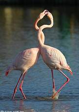 Flamant rose