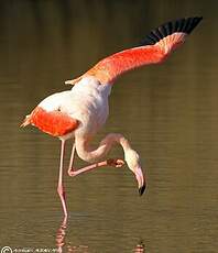 Flamant rose