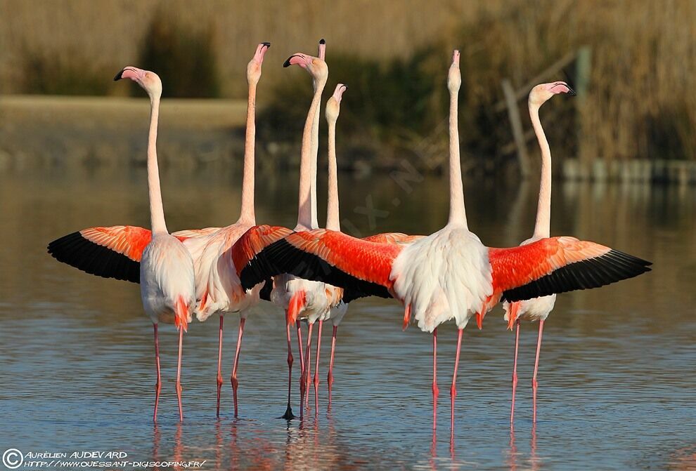 Flamant rose