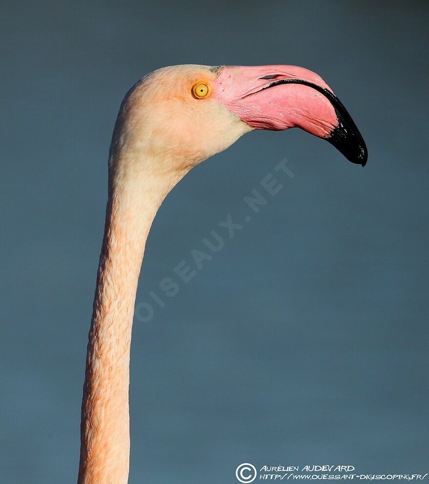 Flamant roseadulte nuptial, identification