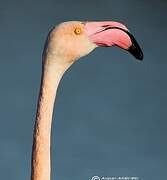 Greater Flamingo