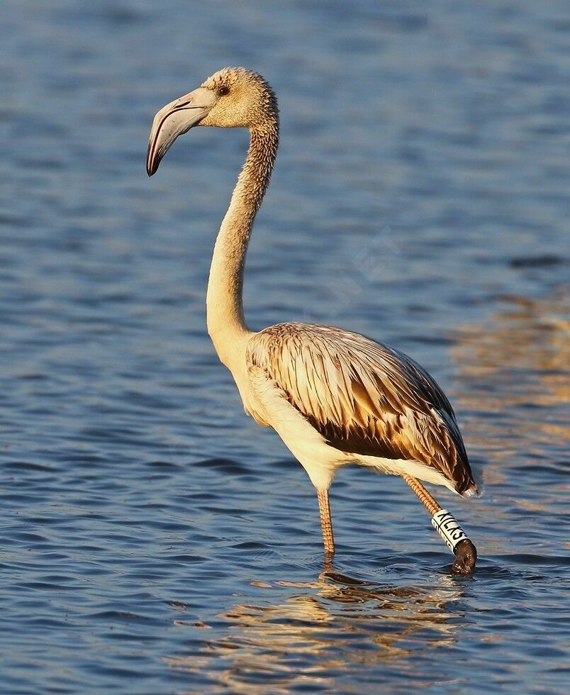 Greater FlamingoFirst year