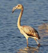 Greater Flamingo