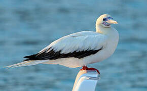 Red-footed Booby