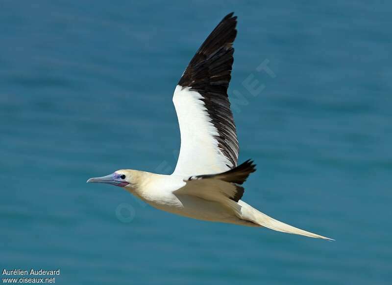 Red-footed Boobyadult, pigmentation, Flight