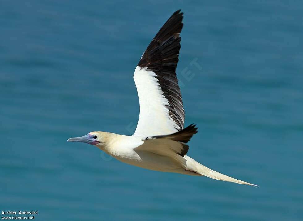 Red-footed Boobyadult, pigmentation, Flight