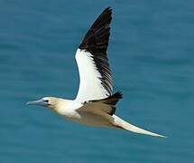 Red-footed Booby