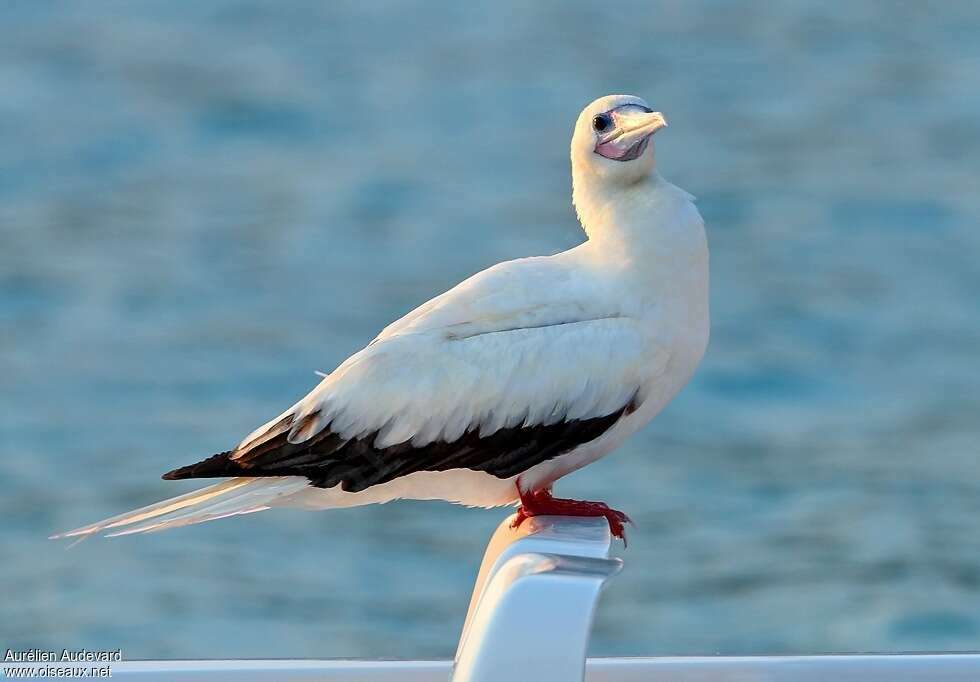 Fou à pieds rougesadulte, identification