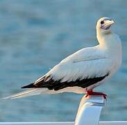 Red-footed Booby