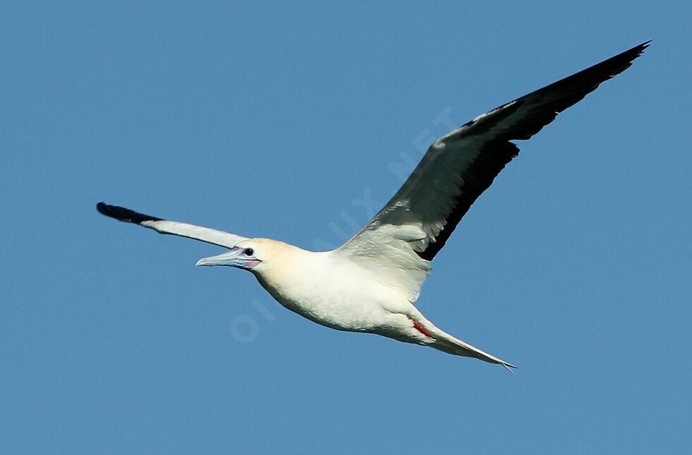 Fou à pieds rougesadulte nuptial