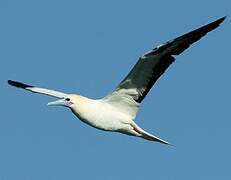 Red-footed Booby