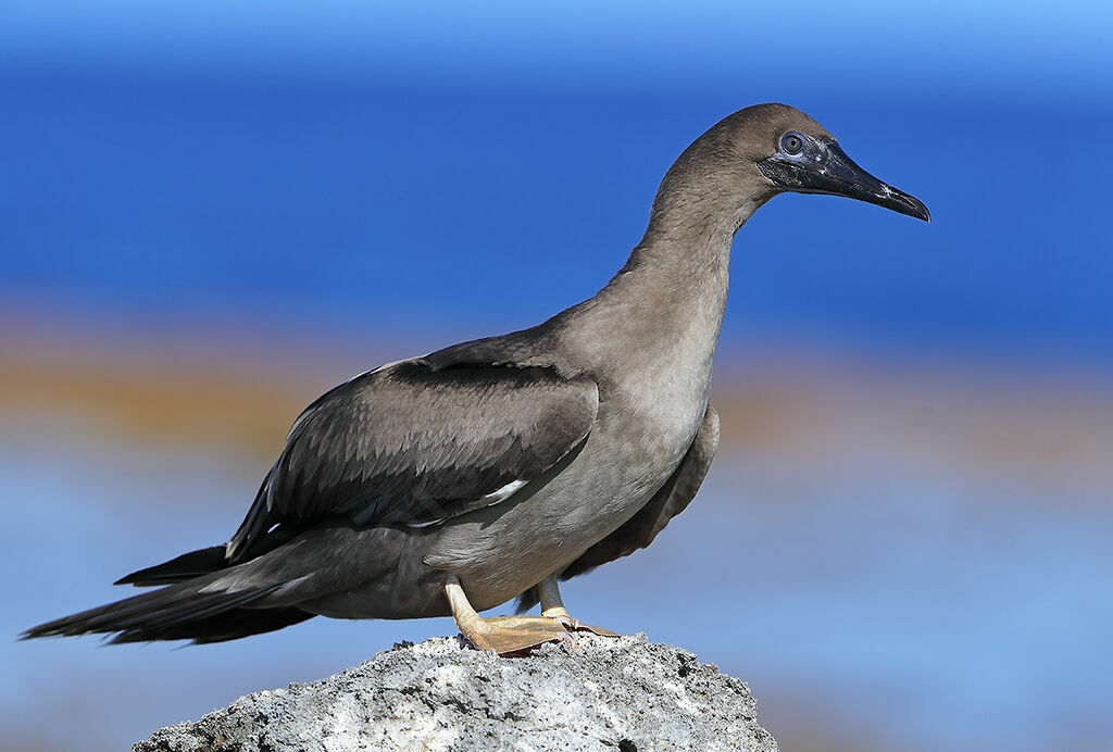 Fou à pieds rouges