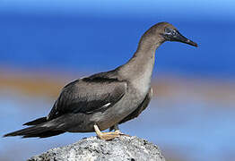 Red-footed Booby