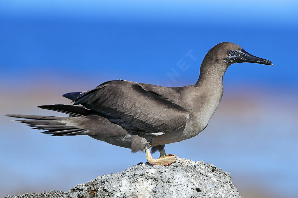 Fou à pieds rougesjuvénile, identification