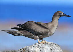 Red-footed Booby