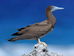 Brown Booby