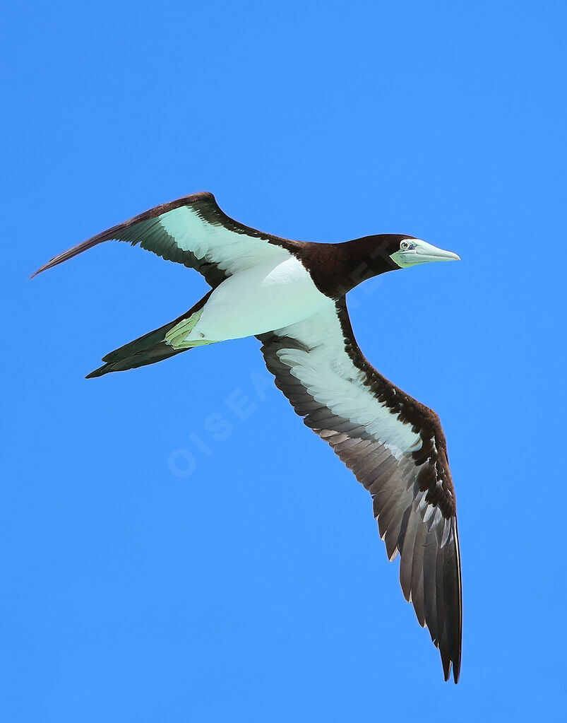 Brown Boobyadult breeding, identification