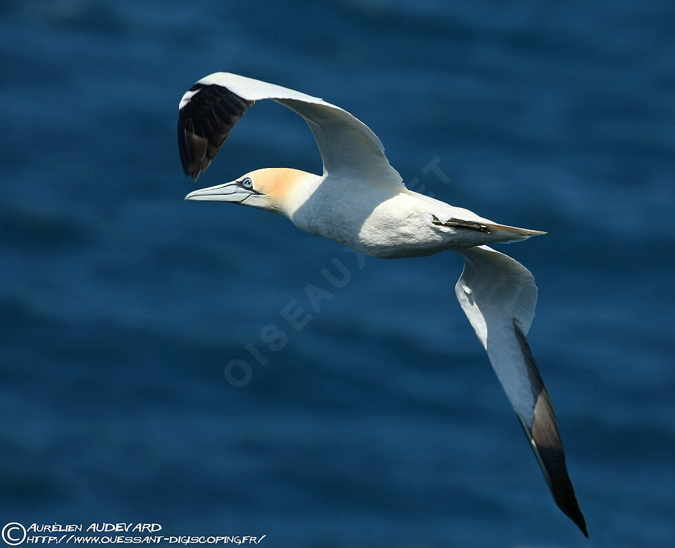 Northern Gannetadult breeding, Flight